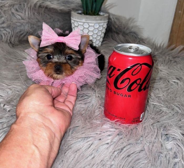 GUCCI ~ $5000, a Texas Tiny Yorkies puppy