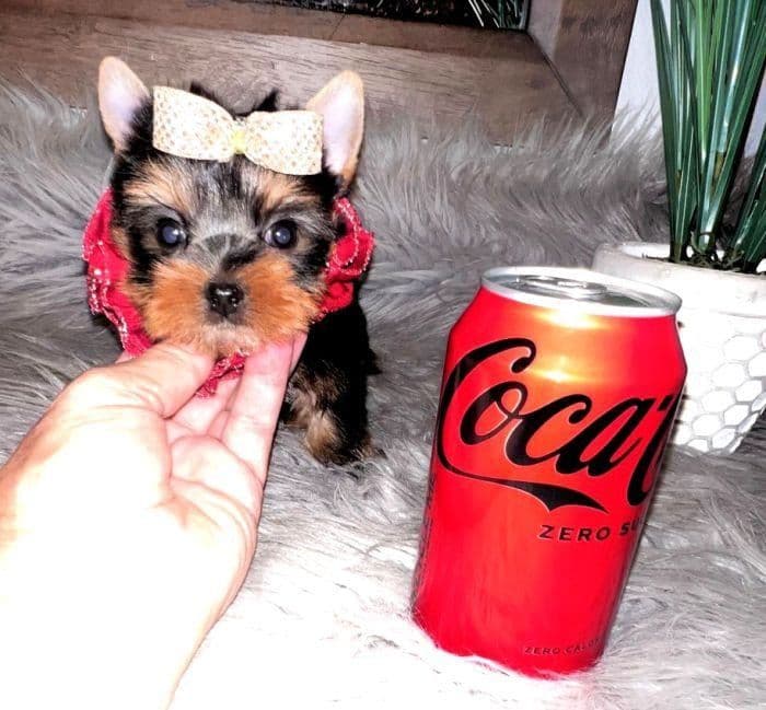 FALL SALE! Louie ~ $2600 (Originally $3000), a Texas Tiny Yorkies puppy