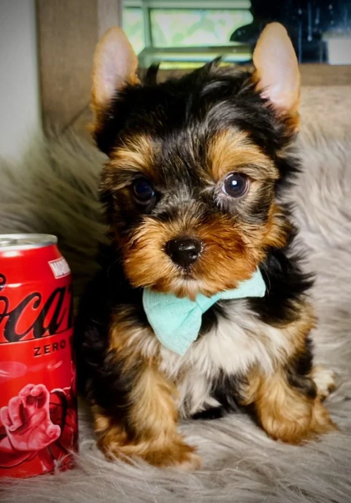Small Yorkshire Terrier puppy looking at the camera