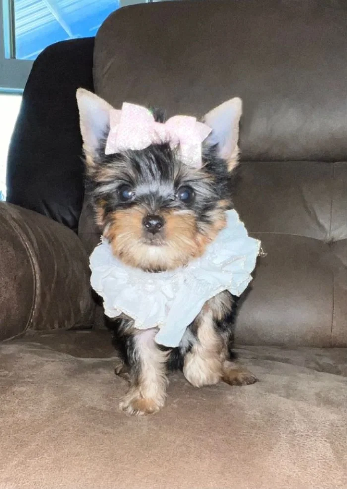 Teacup yorkies training to sit