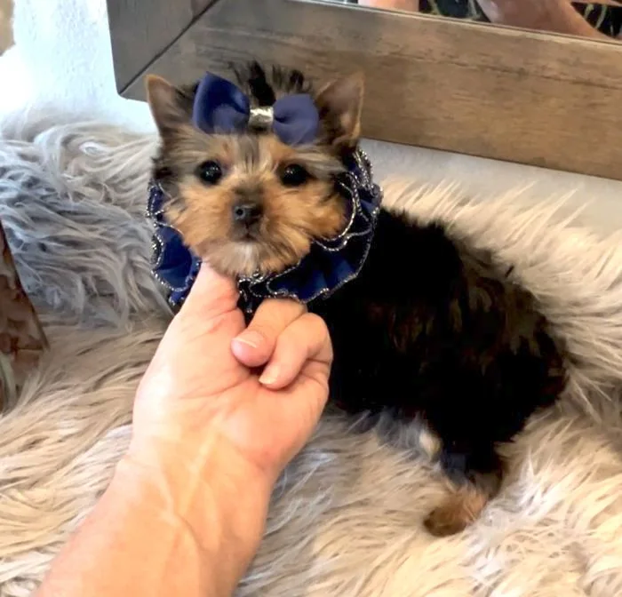 Small dog with a blue bow and collar on a fluffy rug, gently held by a hand. The setting is cozy and reflective, with a mirror.