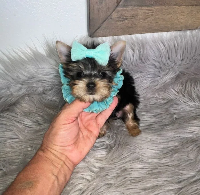 Teacup Yorkie getting ready to eat the best puppy dog food