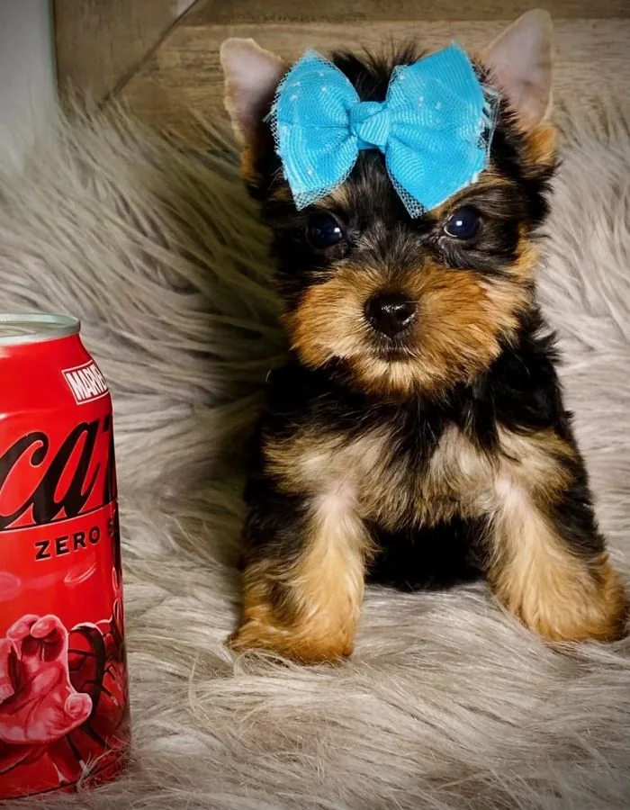 Teacup yorkie named Scout, sitting on a cozy rug next to a coca cola can displaying her small structure and cuteness.