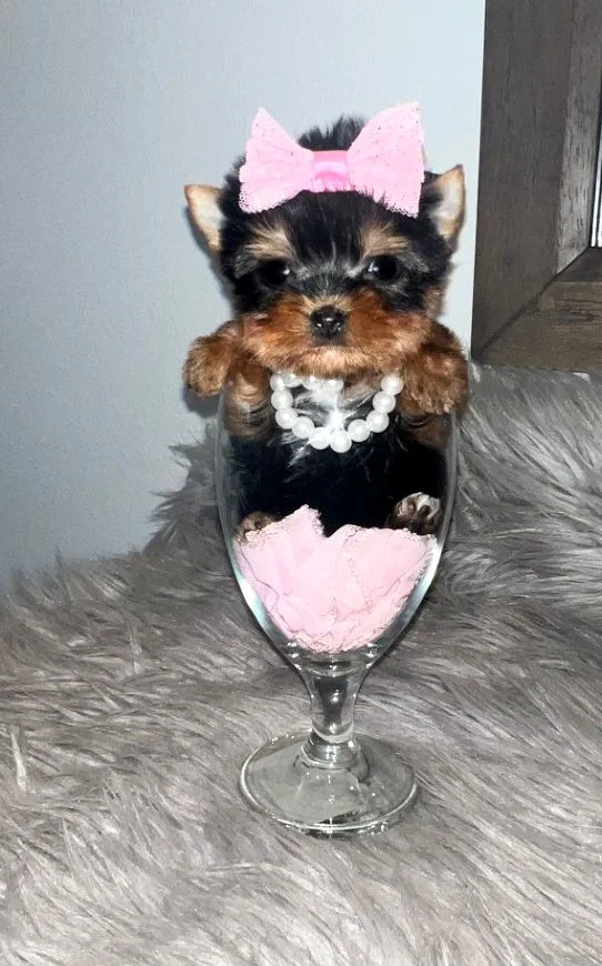 Tiny puppy in a glass, wearing a pink bow and pearl necklace, on a gray fluffy surface. Playful and cute ambiance.