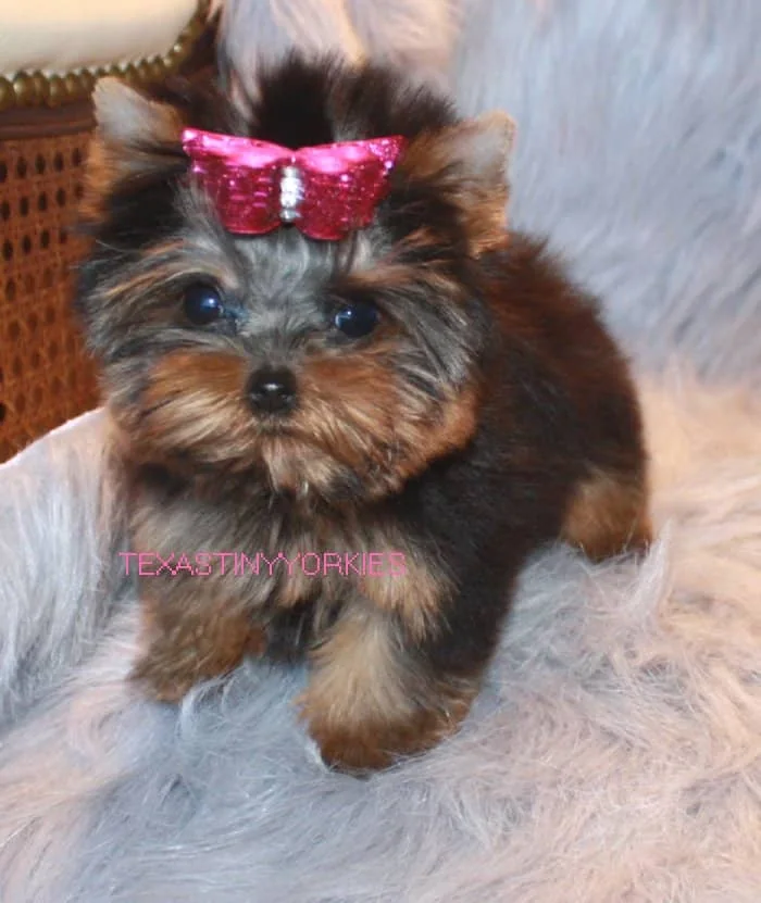 Yorkie puppy with a pink bow sits on a fluffy gray surface. Text "TEXASTINYYORKIES" in pink. Cozy and adorable setting.