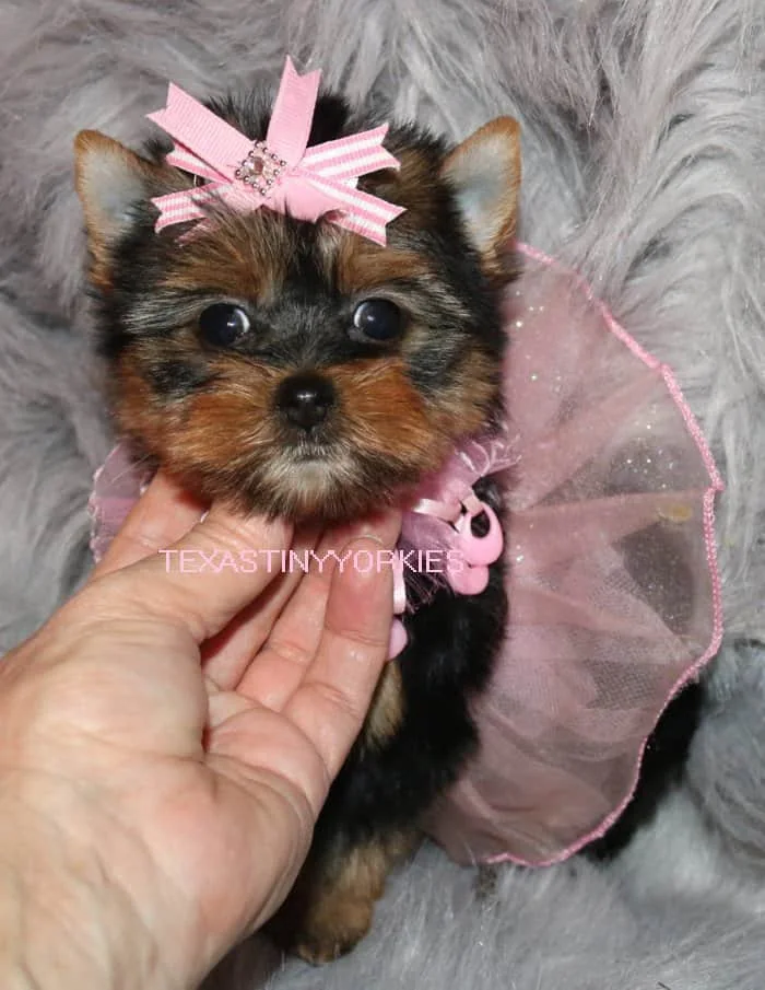 Small Yorkshire Terrier puppy wearing a pink bow