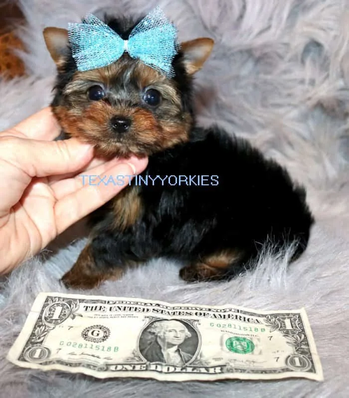 Traveling with a teacup yorkie with a blue bow next to a dollar bill