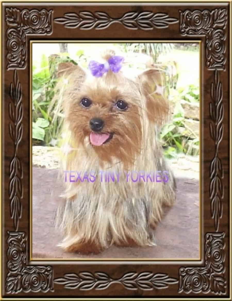 A yorkshire terrier is sitting in a wooden frame, showcasing its adorable charm and the expertise of passionate breeders.