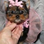 A small yorkie puppy, perfect for any family, dressed in a pink tutu. [Yorkie For Sale]