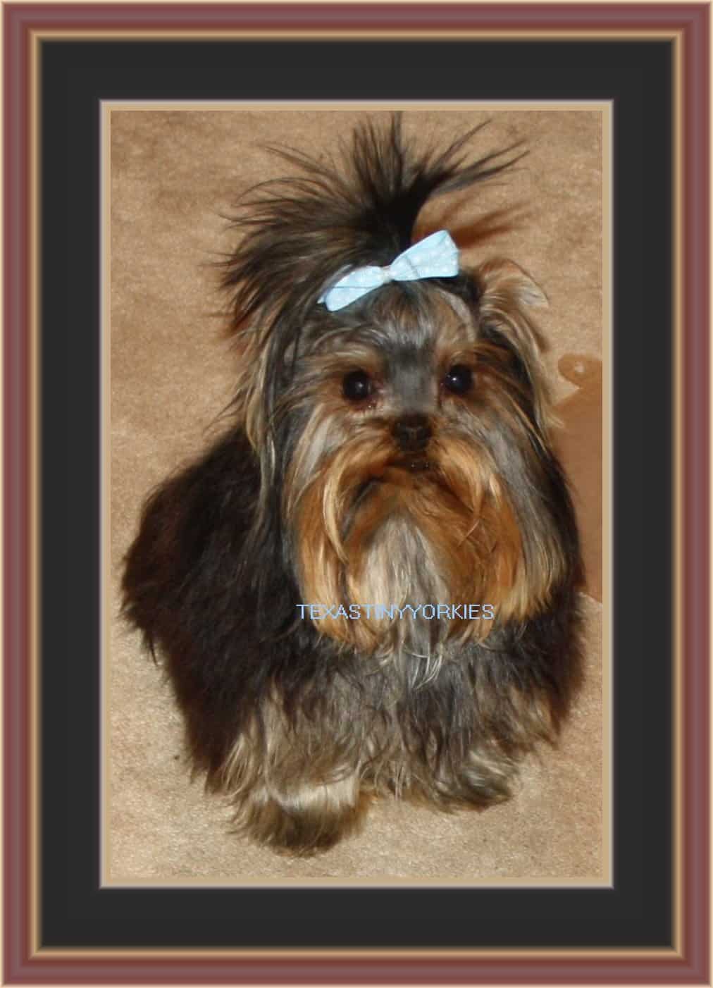 A yorkshire terrier with a bow on its head, bred by professional breeders.