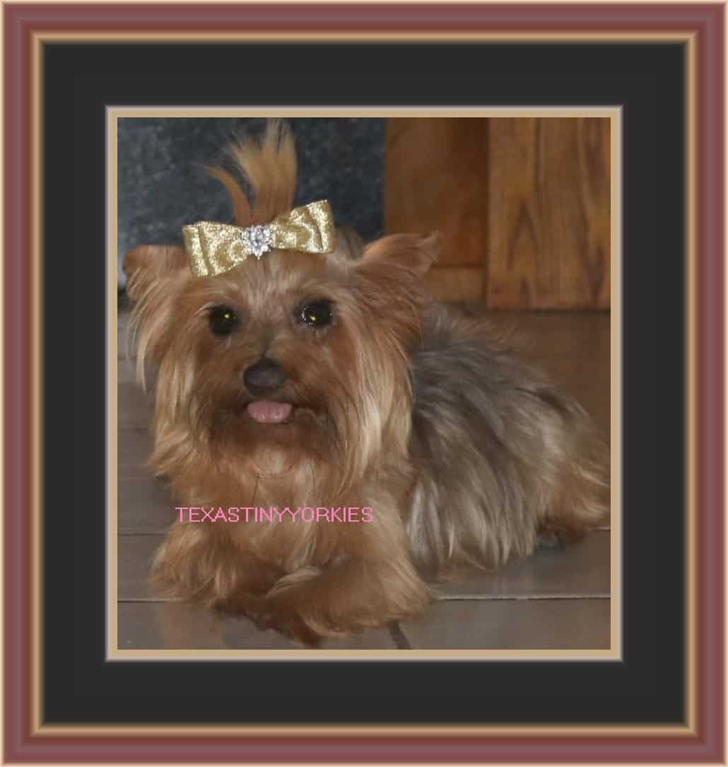A yorkshire terrier wearing a gold bow from reputable breeders.