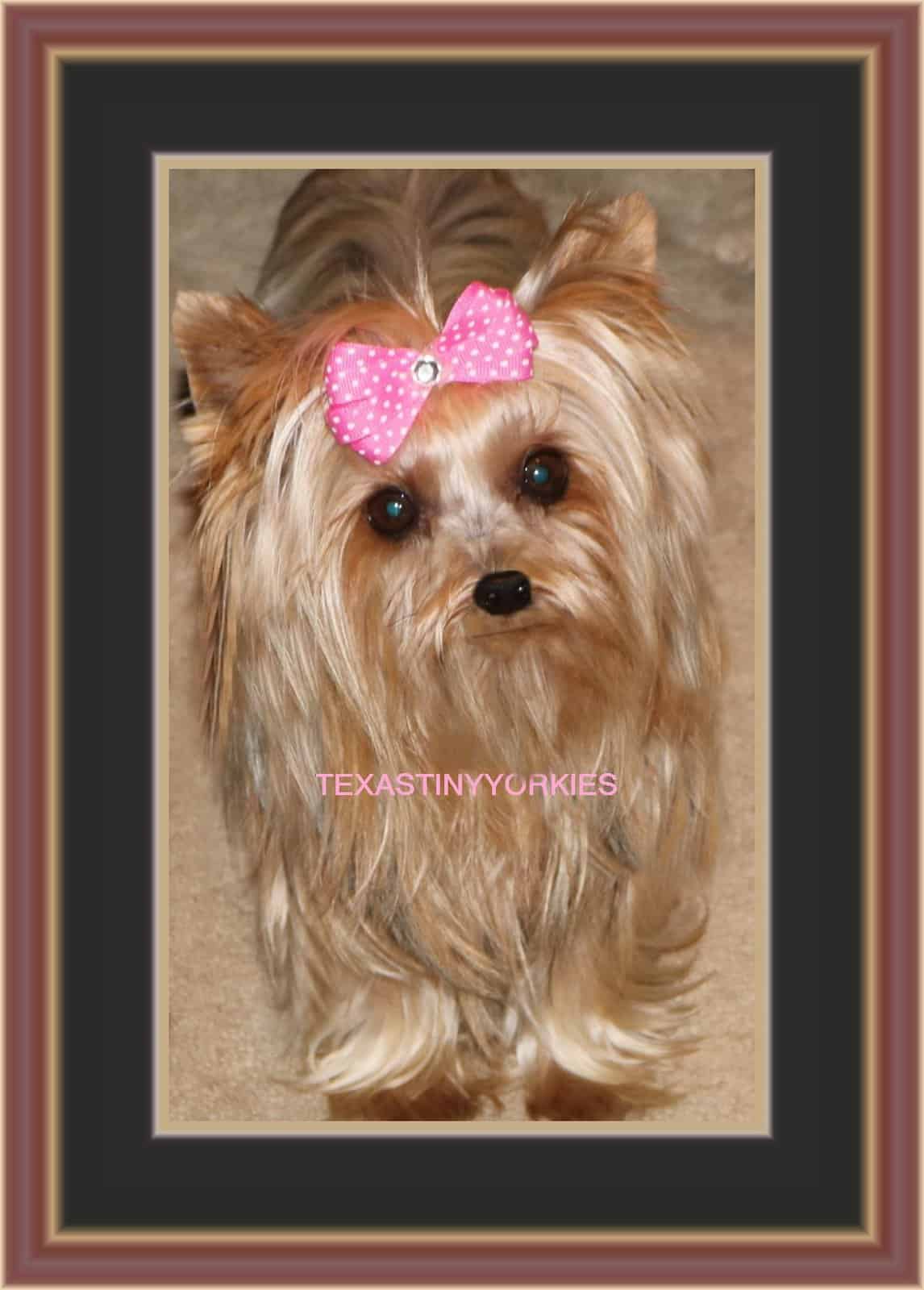A yorkie with a pink bow on her head from reputable breeders.