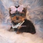 Yorkie For Sale: Introducing a delightful black and brown yorkie puppy, captured cutely donning a charming pink bow. This adorable bundle of joy is eagerly waiting to find its forever home!