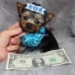 A black and brown yorkie puppy is holding a dollar bill.