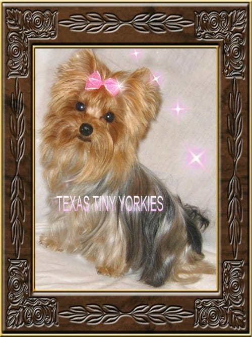 Texas breeders specialize in tiny Yorkies, Yorkshire Terriers.