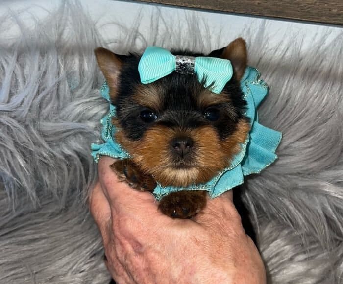 A small Yorkie puppy for sale is being held in a person's hand.