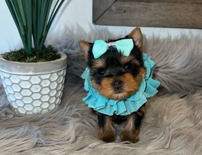 Yorkie puppy for sale, wearing a blue bow.