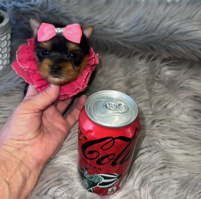 A person holding a small yorkie puppy next to a can of coca cola, perfect for Yorkie lovers.