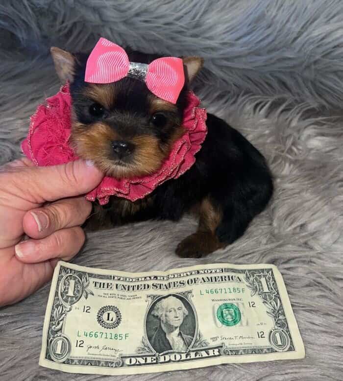 Yorkie puppy for sale with a pink bow on a dollar bill.