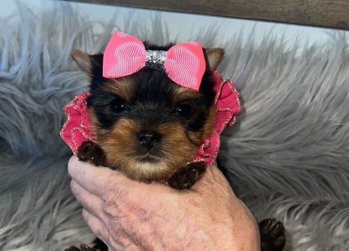 Yorkie puppy for sale with a pink bow.