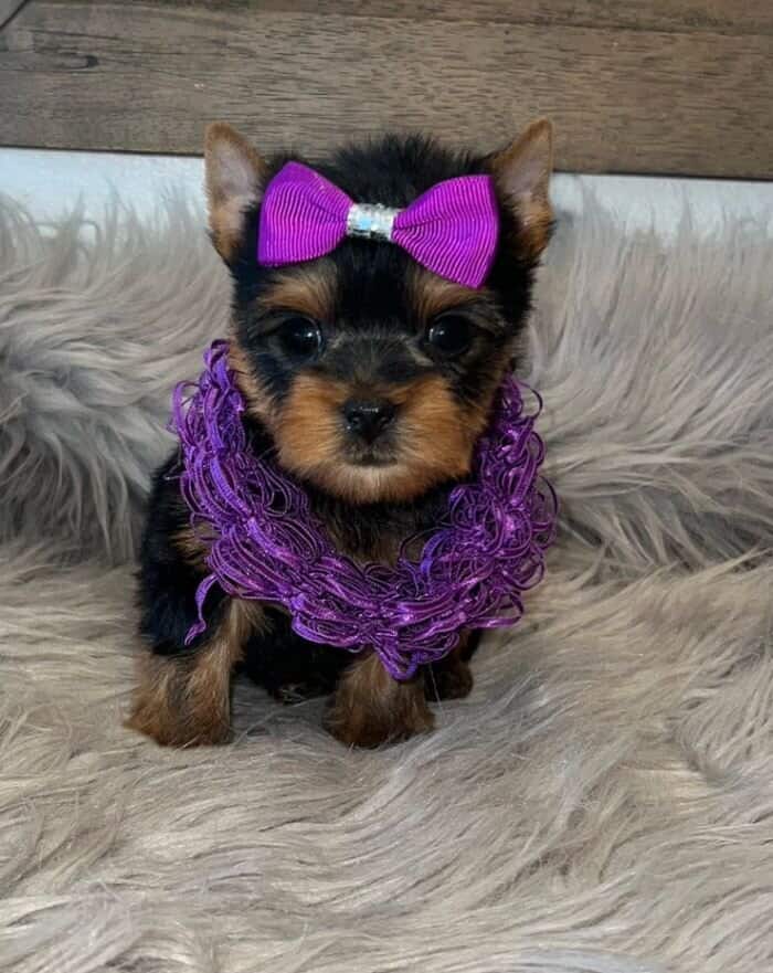 Yorkie puppy for sale with purple bow.