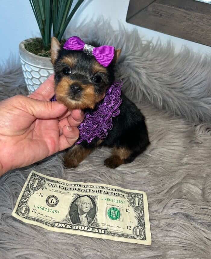 Yorkie for sale with a purple bow - black and tan yorkie puppy.