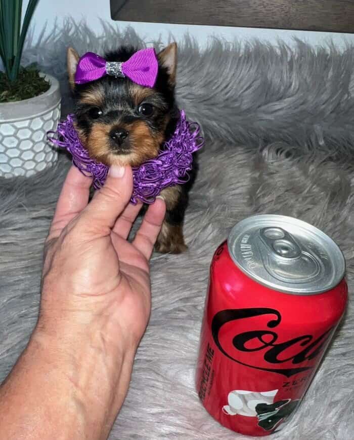 Yorkie for sale: A tiny black and white yorkie puppy with a purple bow is available.